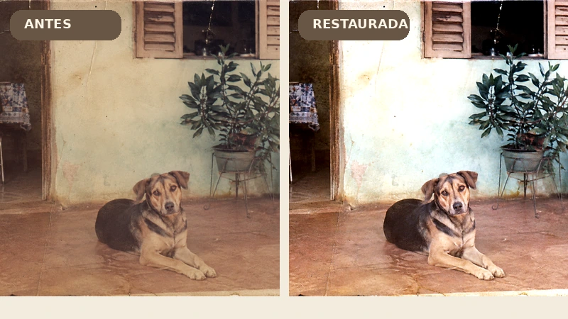 Exemplo de melhoria de fotografia antiga de um cachorro